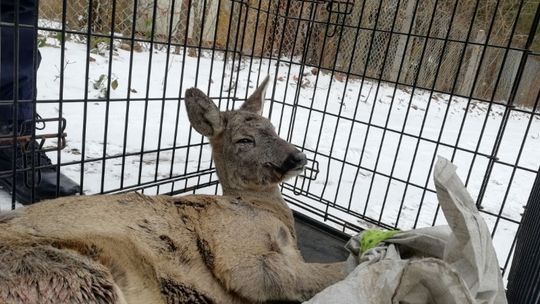 Co robić, gdy spotkasz dzikie zwierzę?