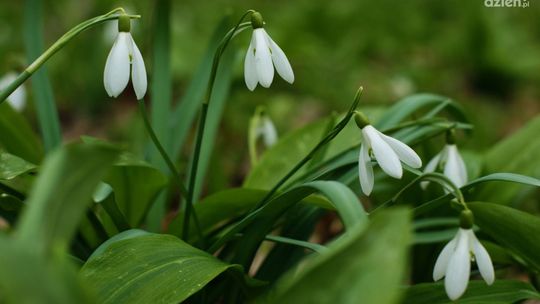 Co słychać w lesie na wiosnę?
