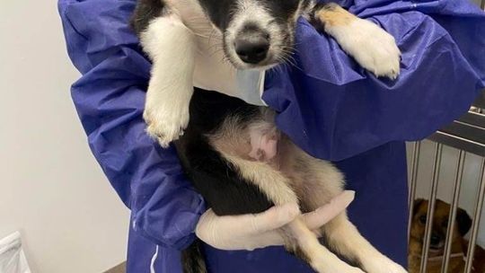 Co u Pioruna? Wyrzucony z okna pies walczy o zdrowie