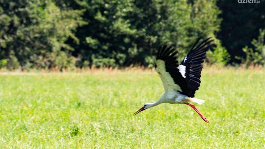 Co Za Jazda! Czarnolas. Jak wygląda trasa?
