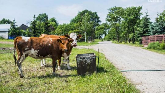 Co Za Jazda! Oto trasa do Szydłowca!