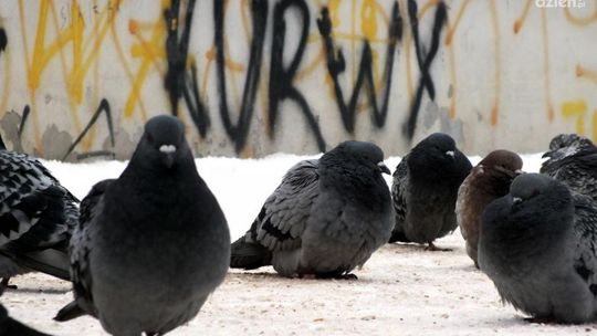 Co Za Spacer! - Hu hu ha nasza zima zła...