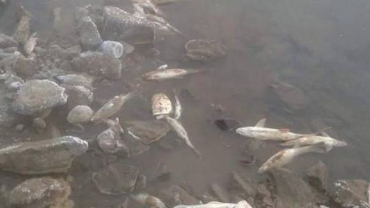 Co zabiło tonę ryb w Kozienicach? Co zabiło tonę ryb w Kozienicach?