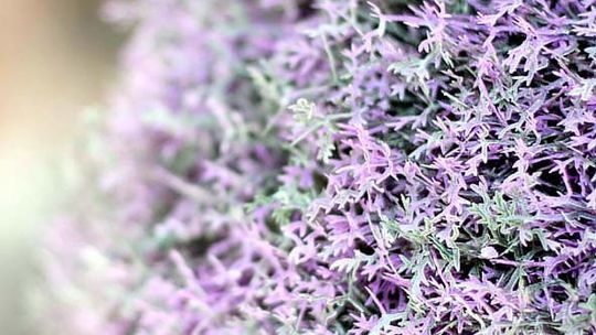 Co zamiast kwiatów?