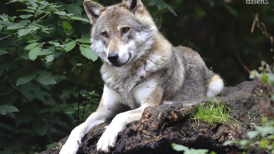 Co zrobić, gdy spotkasz wilka?