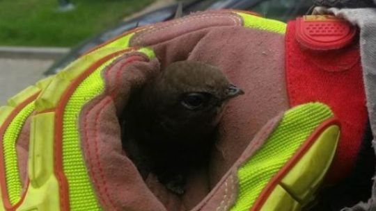 Co zrobić, gdy znajdziemy ptasie dziecko?