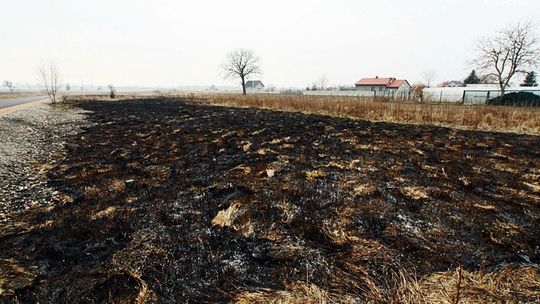 Coraz więcej pożarów w lasach