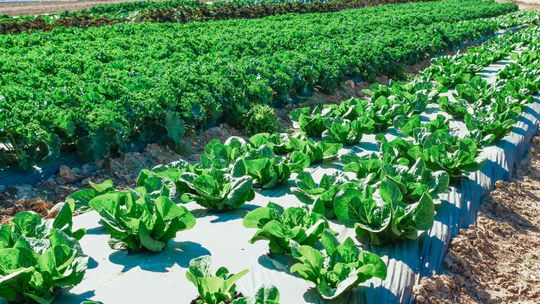 Czarna czy biała agrotkanina – która lepiej wpływa na plony i koszty uprawy?