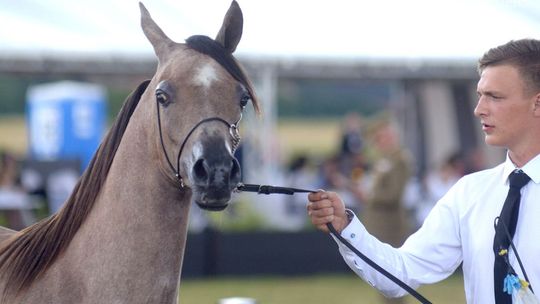 Czempionat koni arabskich