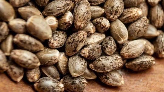 Częste błędy popełniane przez kolekcjonerów nasion konopi