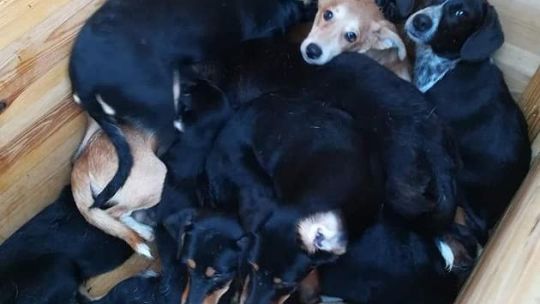 Czy mieszkanka Halinowa znęcała się nad zwierzętami?