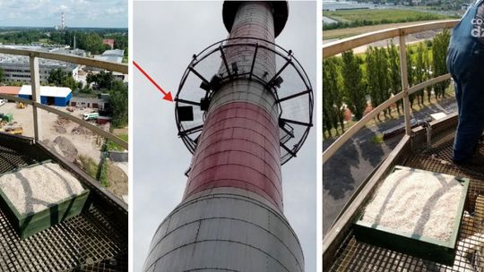 Czy sokół zagnieździ się na kominie Radpecu?