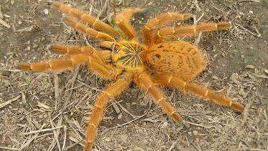 Czy ten pająk grasuje po Radomiu?