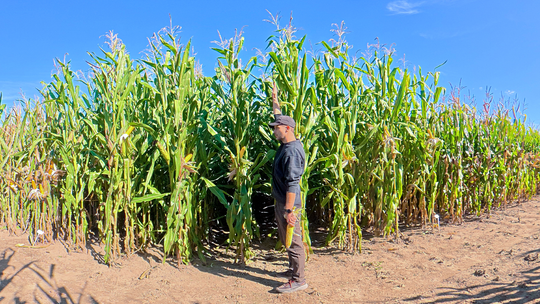Czy wielka kukurydza na kiszonkę się opłaca? Analiza na przykładzie odmian Goliath, Wrangler, Lorinor.