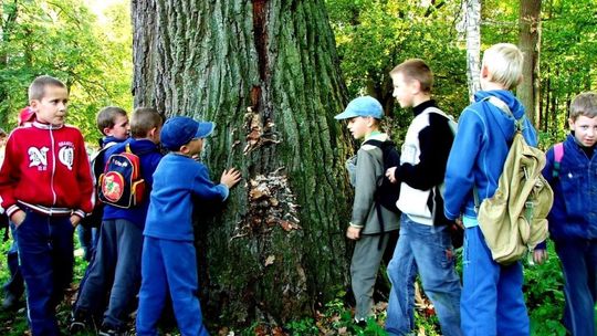 Dąb Marcel pomnikiem przyrody