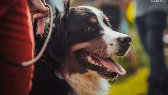 Darmowa sterylizacja i kastracja 