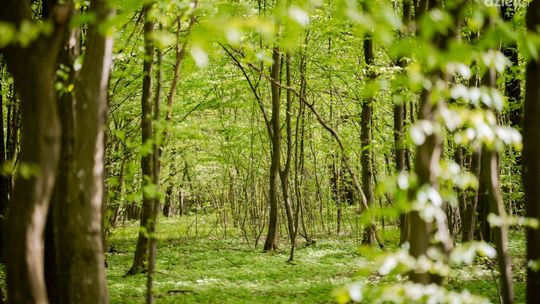 Dbają o przestrzeganie zasad w lasach