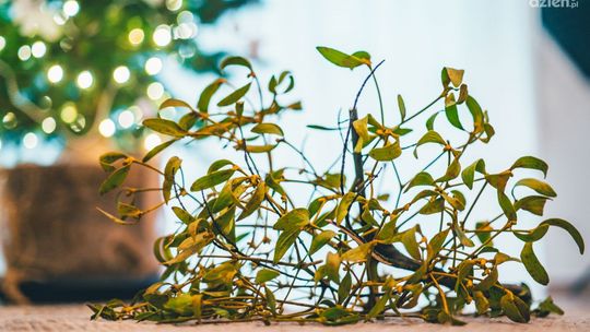 Dlaczego całujemy się pod jemiołą?