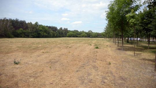 Dlaczego cmentarz dla zwierząt nie powstał?