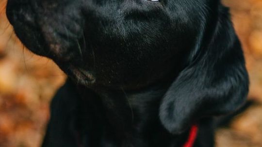 Dlaczego karma bez zbóż dla psa to dobry wybór?