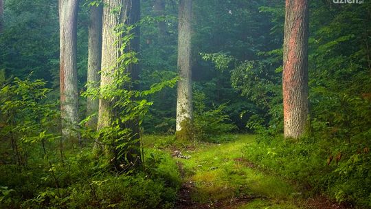 Dni Puszczy Kozienickiej