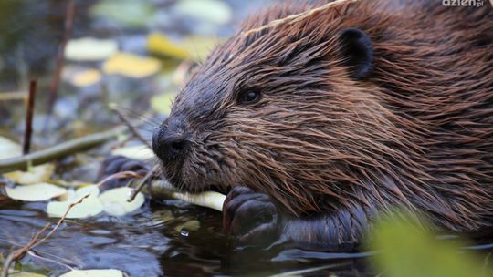 Do odstrzału jest ponad 400 bobrów