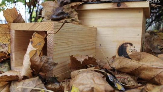 Dokąd tupta nocą jeż?