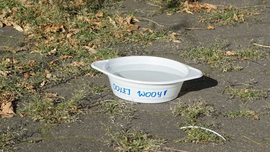 Dolej wody - pomóż zwierzętom