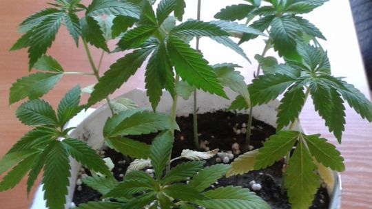 Domowa uprawa konopi w Pionkach