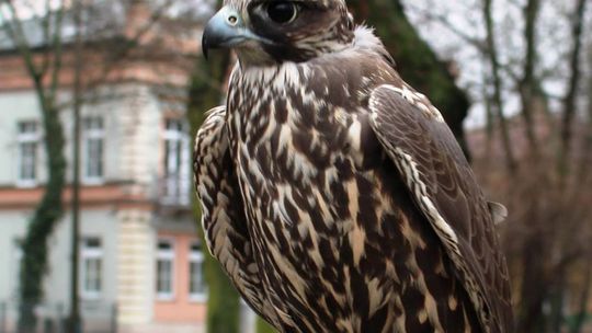 Drapieżne ptaki w Radomiu