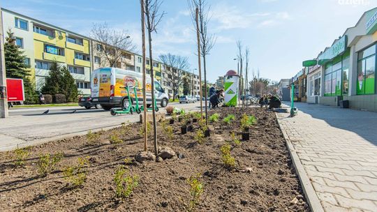 Drzewa i róże zamiast betonu. Wyspa ciepła zniknęła z ul. Kusocińskiego.