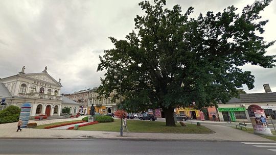 Drzewo Roku 2020. Ostatni dzień na głosowanie 