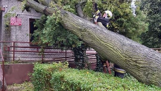 Drzewo runęło na ośrodek zdrowia 