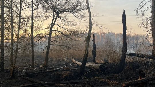 Duży pożar w powiecie białobrzeskim! W akcji straż i dromadery