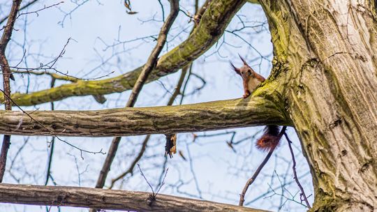 Dwa kolejne przypadki wścieklizny w regionie radomskim