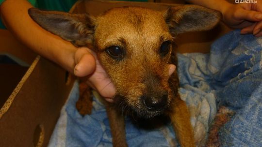 Dwa przypadki maltretowania zwierząt w Radomiu