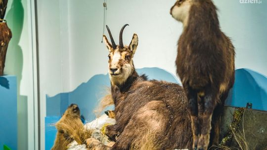 Dwie wystawy w Malczewskim