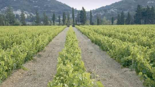 Dzieci z Ukrainy przyjadą do Polski, a te z Jasieńca do Anglii