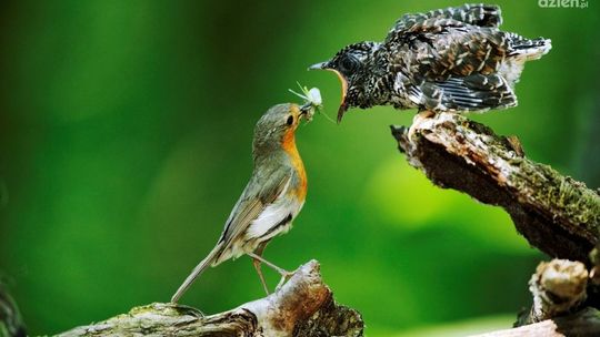 Dziedzictwo Puszczy Kozienickiej
