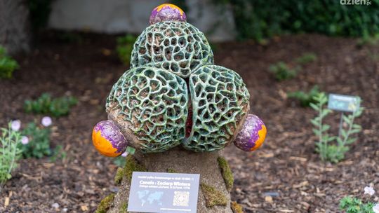 Dziedziniec w nowej odsłonie