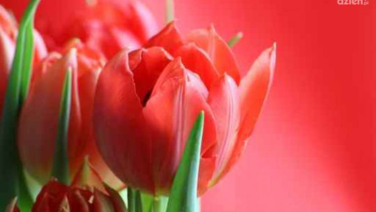 Dzień Kobiet w Katakumbach