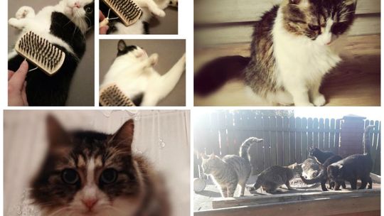 Dzień Kota. Oto nasze! Jakie są wasze? (zdjęcia)