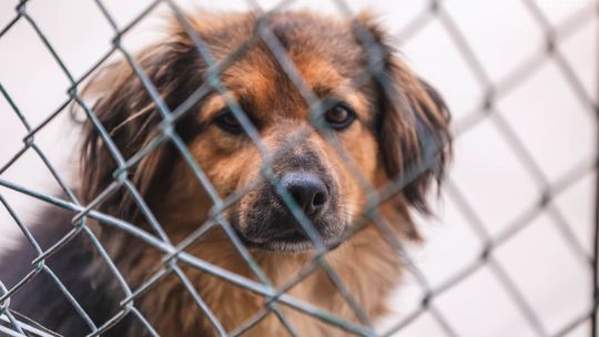 Dzień Kundelka. Pokochaj psa ze schroniska