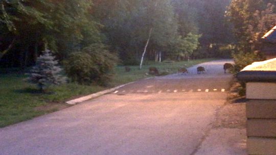 Dziki niszczą bulwary