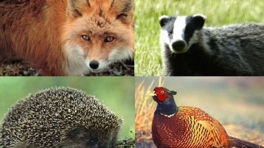 Dzikie zwierzęta wkraczają do miasta