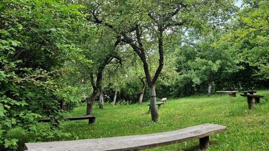 „Dźwięki pokoju” w chruśniaku