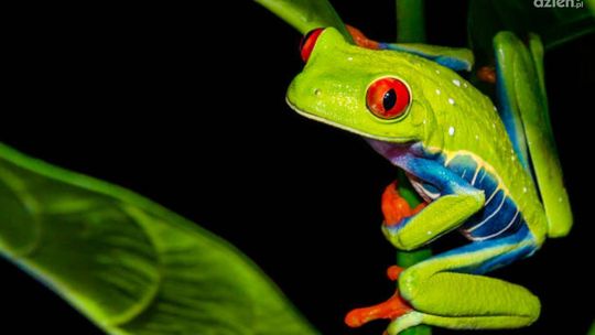 Exoticarium Radom - gratka dla miłośników terrarystyki i botaniki