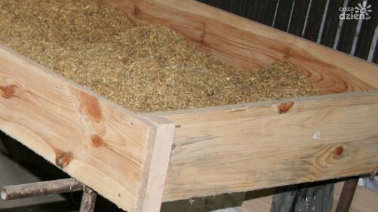 Fabryczka nielegalnego tytoniu w rękach policji