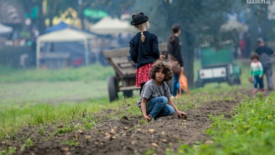 Festiwal ziemniaka w Muzeum Wsi Radomskiej (zdjęcia)