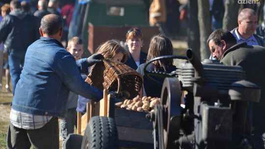 Festiwal Ziemniaka w Skansenie. Fotorelacja